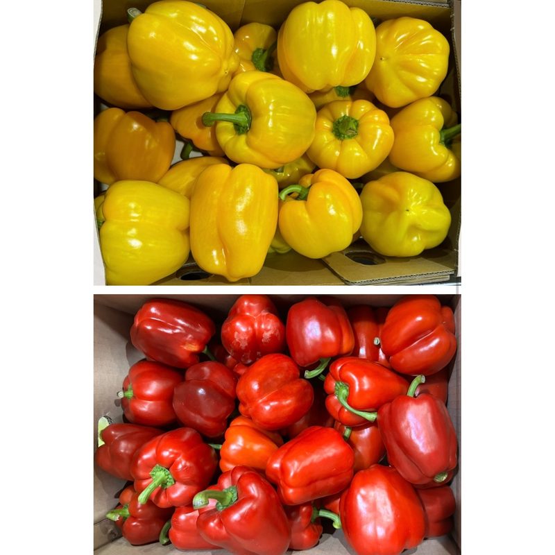 노란 주황 빨간 파프리카 못난이 1kg 2kg [원산지:국산], 1개