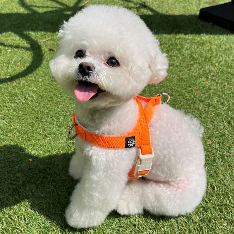 멍템 강아지 앞섬방지 팔레트 하네스, 네온 오렌지, 1개