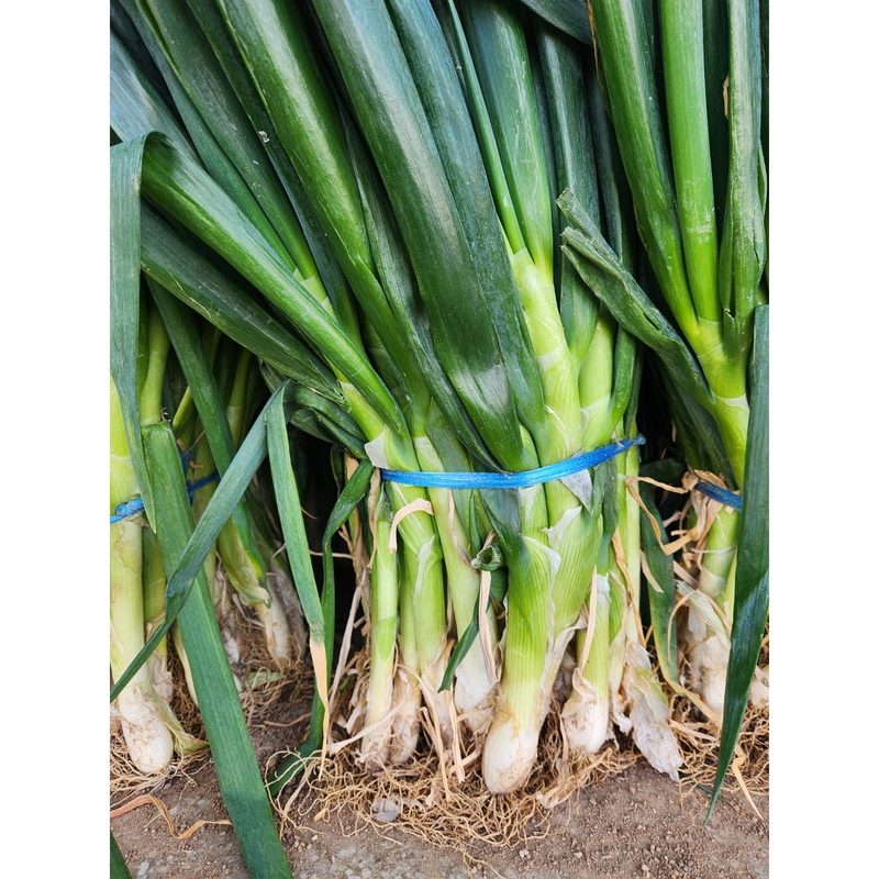 국산 대파 흙대파 1kg 3kg 5kg, 1개, 1kg