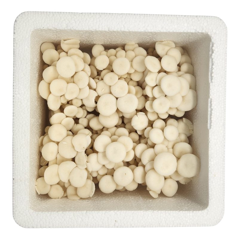 산지직송 친환경 무농약 GAP 굴맛버섯 1kg 풍부한 굴향버섯 느타리, 