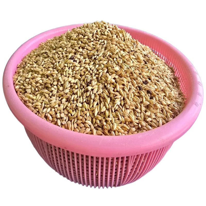 새싹 보리 종자 씨앗 집에서 키우는 배란다 텃밭 겉보리3kg, 1개
