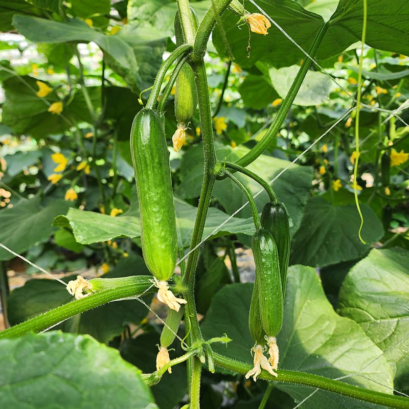 농산물마루 국내산 미니오이, 1개, 2kg