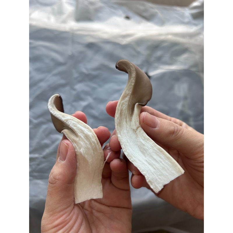 바르다야채 국내산 느타리버섯 특품, 1박스, 1kg