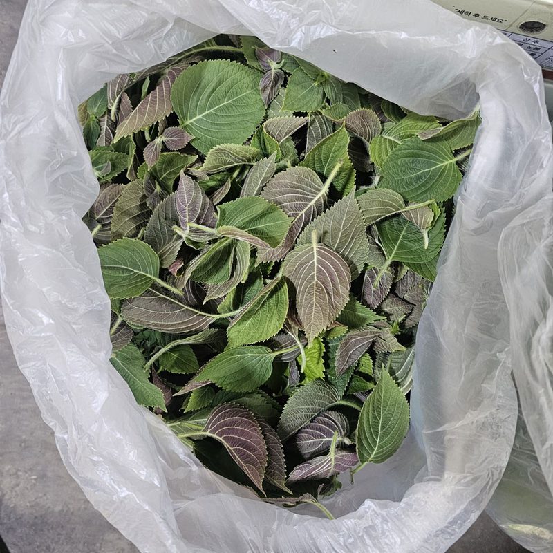 클릭마켓 국내산 깨순 깻잎순 깨순나물 깻순 나물 어린깻잎, 1개, 4kg