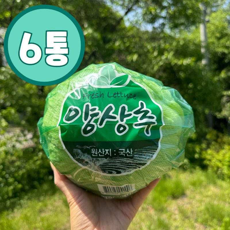 [당일작업] 국내산 양상추 6통 / 개별포장 / 산지직송