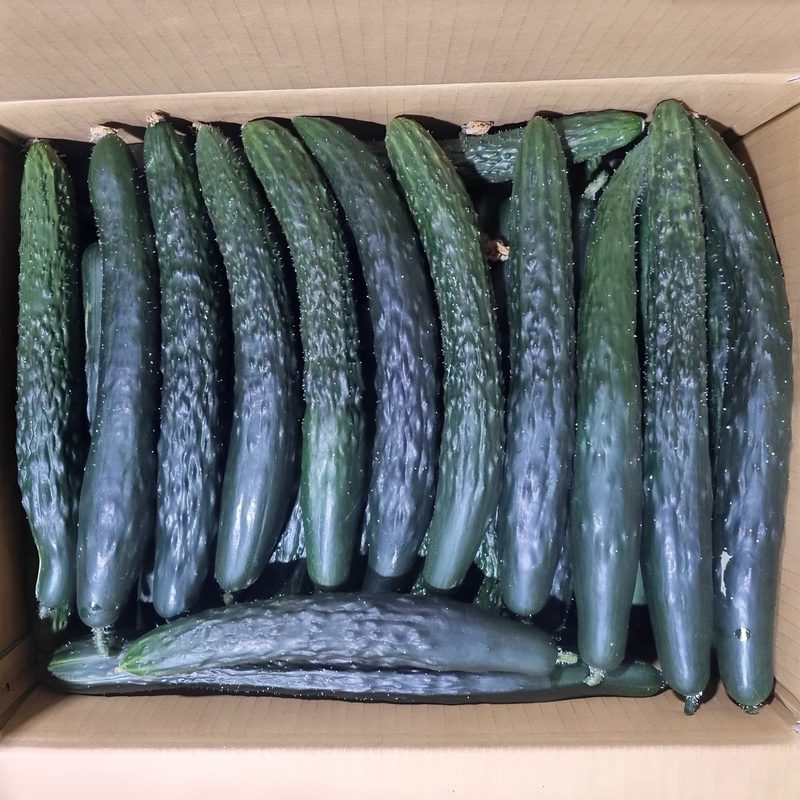 클릭마켓 국내산 가시오이 10kg 못난이 청오이, 10kg, 1개