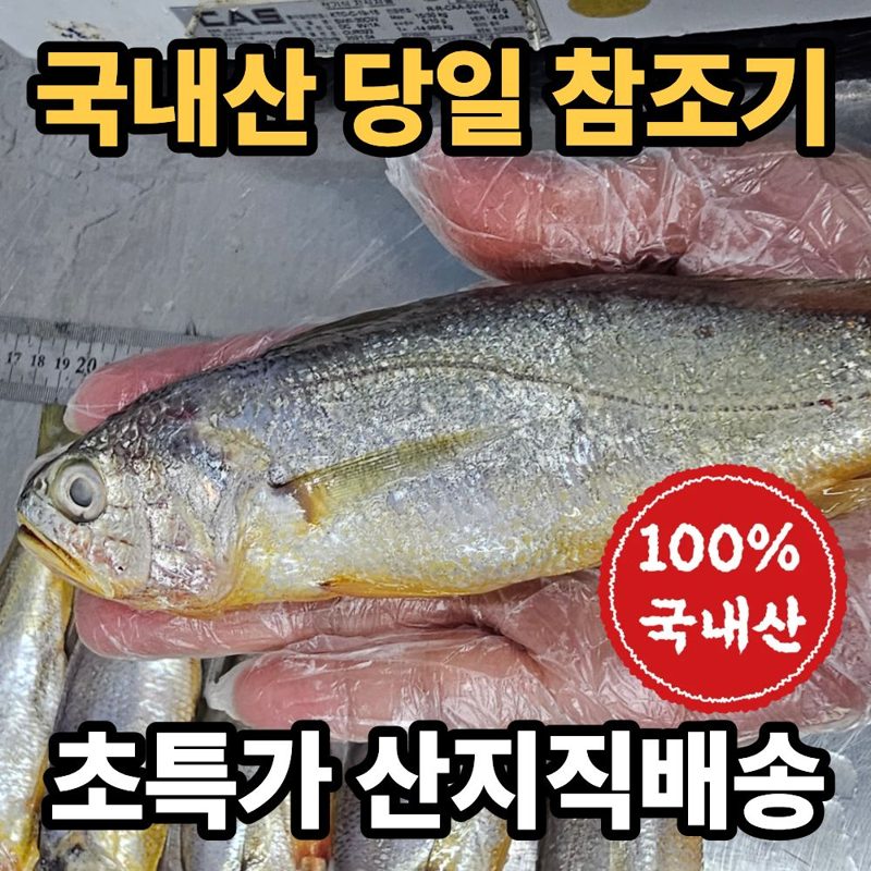 국내산 참조기 목포 당일조업 생물 참조기 19~22cm