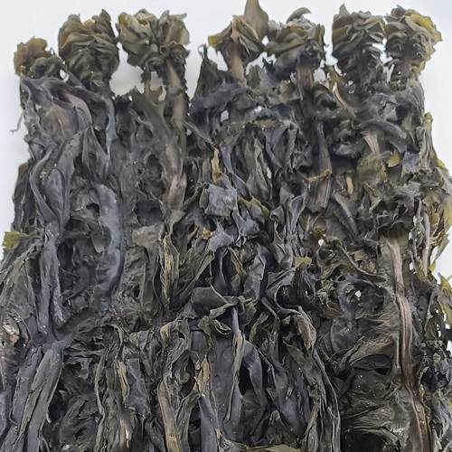섬마을 진도 동거차도 돌미역 1각 미역귀 달린 산모미역 1각 (상품길이
