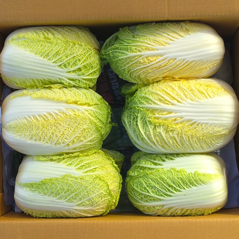 클릭마켓 알배추 알배기 배추, 6개, 500g