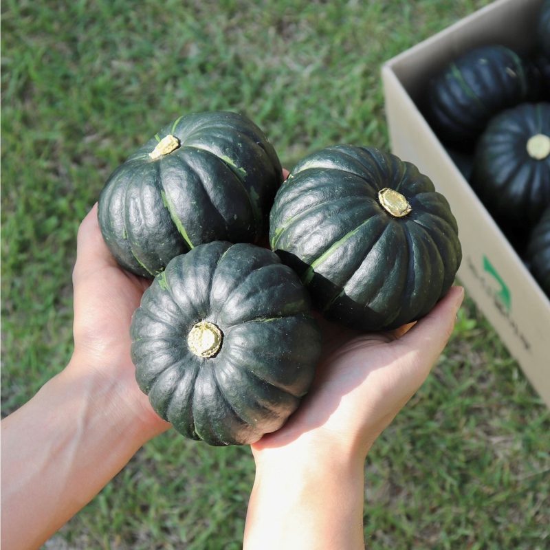 [즉시출고] 미니밤호박 미니단호박 단호박 1kg 2kg 3kg, 1개, 
