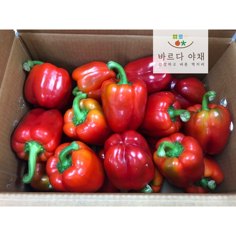 바르다야채 빨강 파프리카(특) 5kg, 5kg, 1개